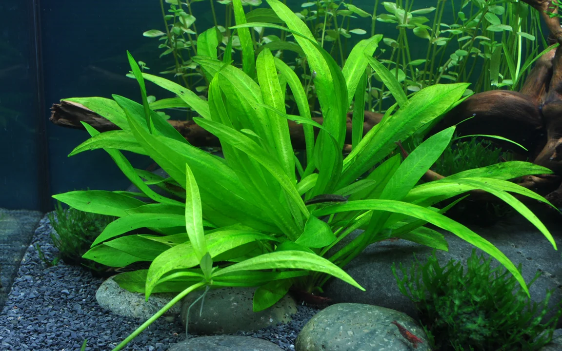Tropica Akvarieplante i potte Helanthium bolivianum Quadricostatus